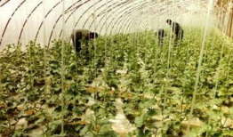 吃瓜群爆料大棚是真的吗,大棚真相揭秘，究竟是真的吗？